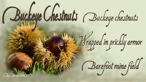Buckeye Chestnuts (visual version)