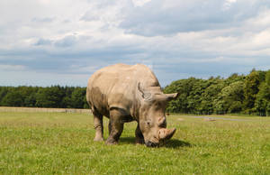 Rhinoceros