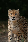Cheetah III _ stock photo by sekhmet-stock