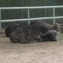 Water Buffalo Catching Some ZZZZ's