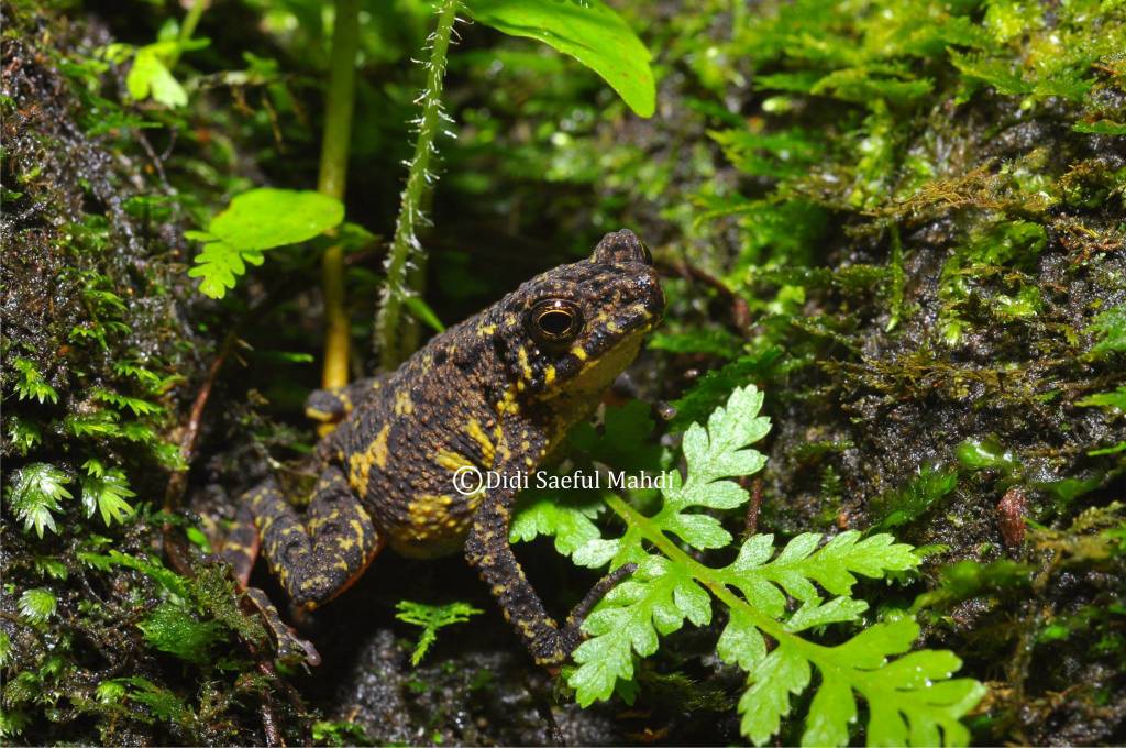 Leptophryne javanica by DidiSaefulMahdi on DeviantArt