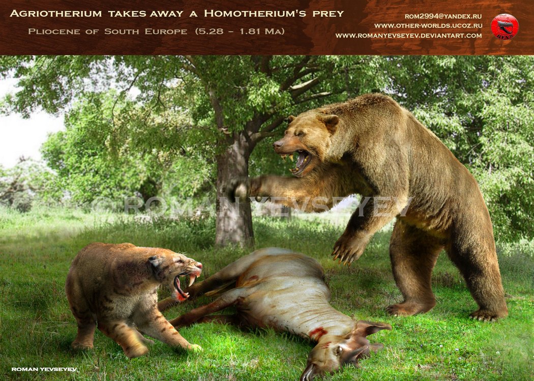 Agriotherium takes away a Homotherium's prey