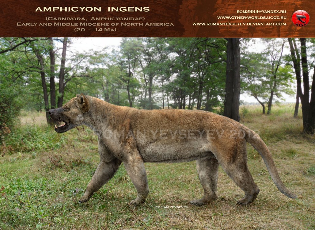 Amphicyon ingens 2