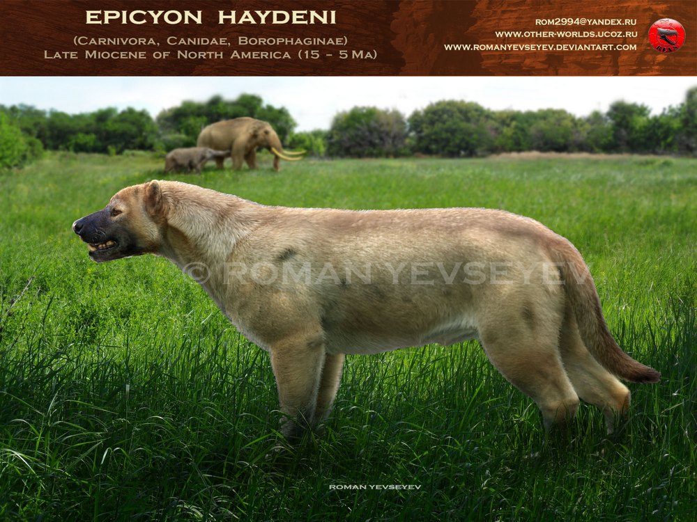 Epicyon haydeni