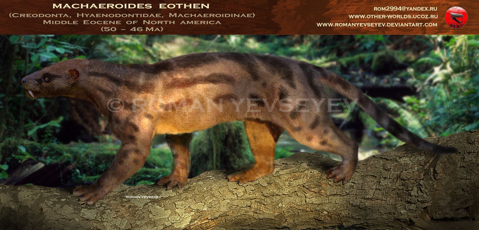 Machaeroides eothen