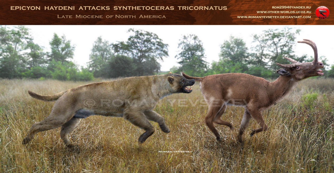 Epicyon haydeni attacks Synthetoceras tricornatus