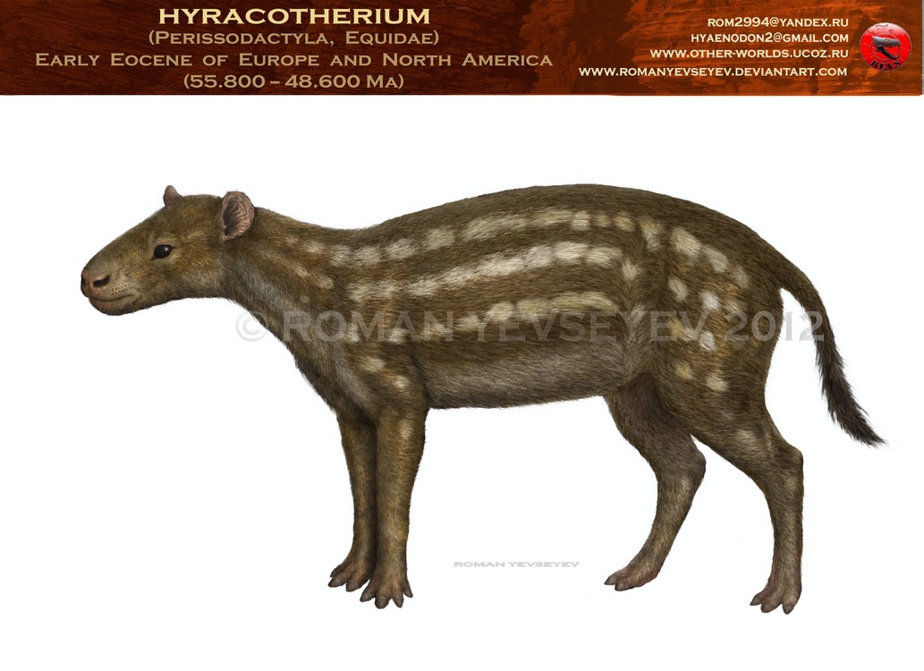 Hyracotherium