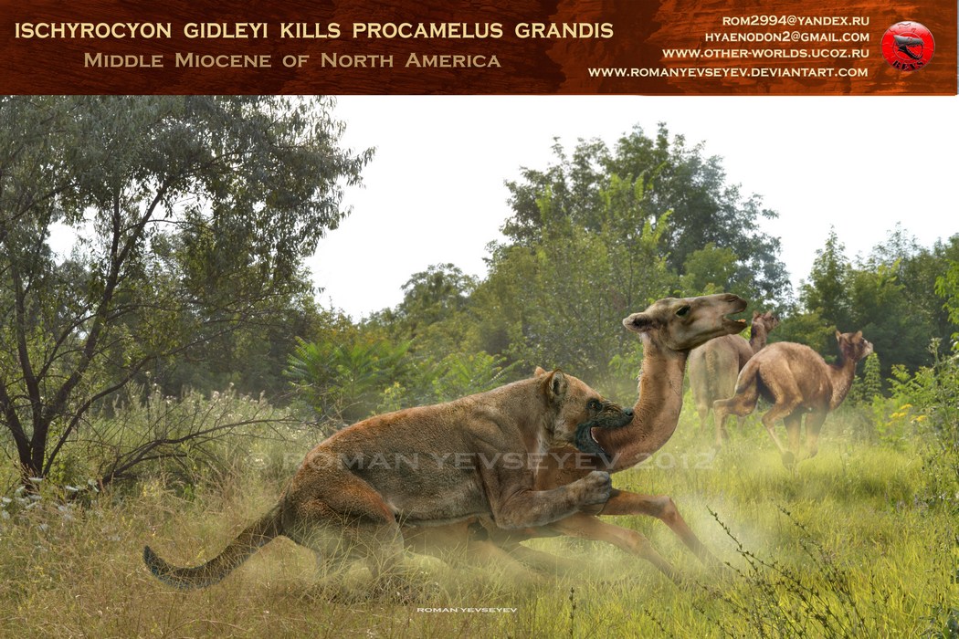 Ischyrocyon kills Procamelus