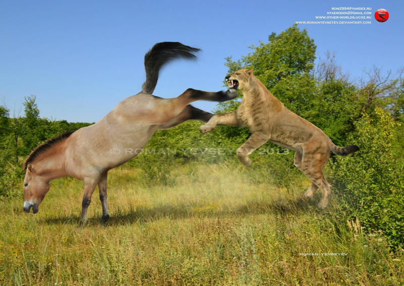 Equus vs Homotherium