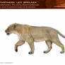 Panthera leo spelaea