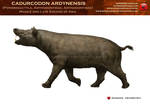 Cadurcodon ardynensis