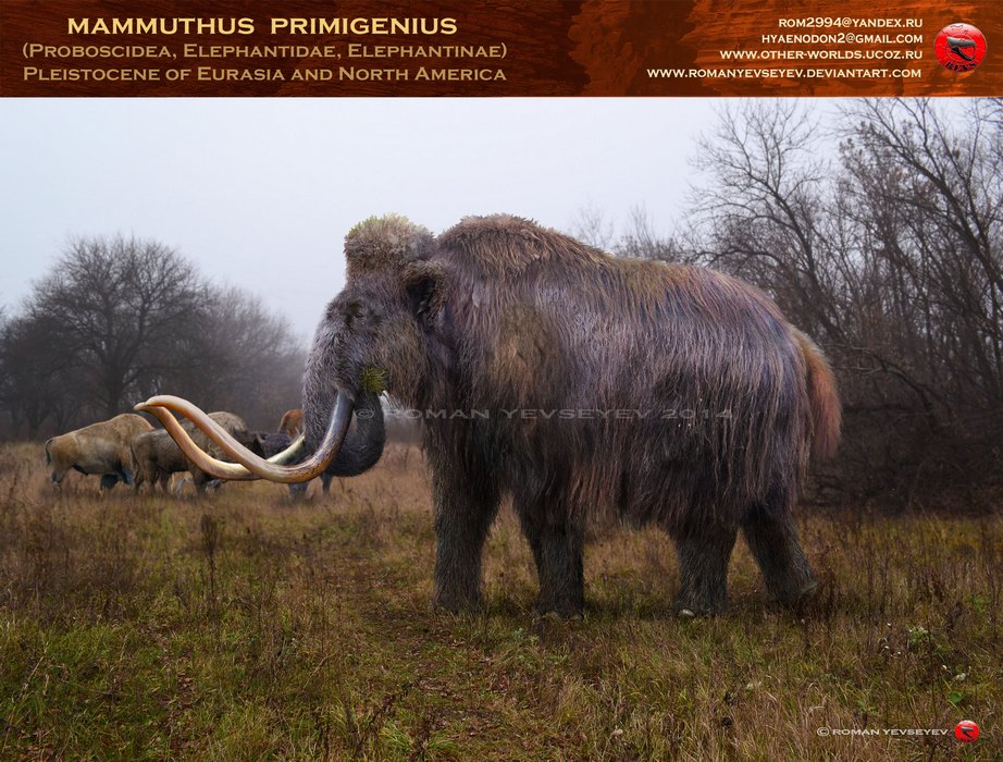 Mammuthus primigenius