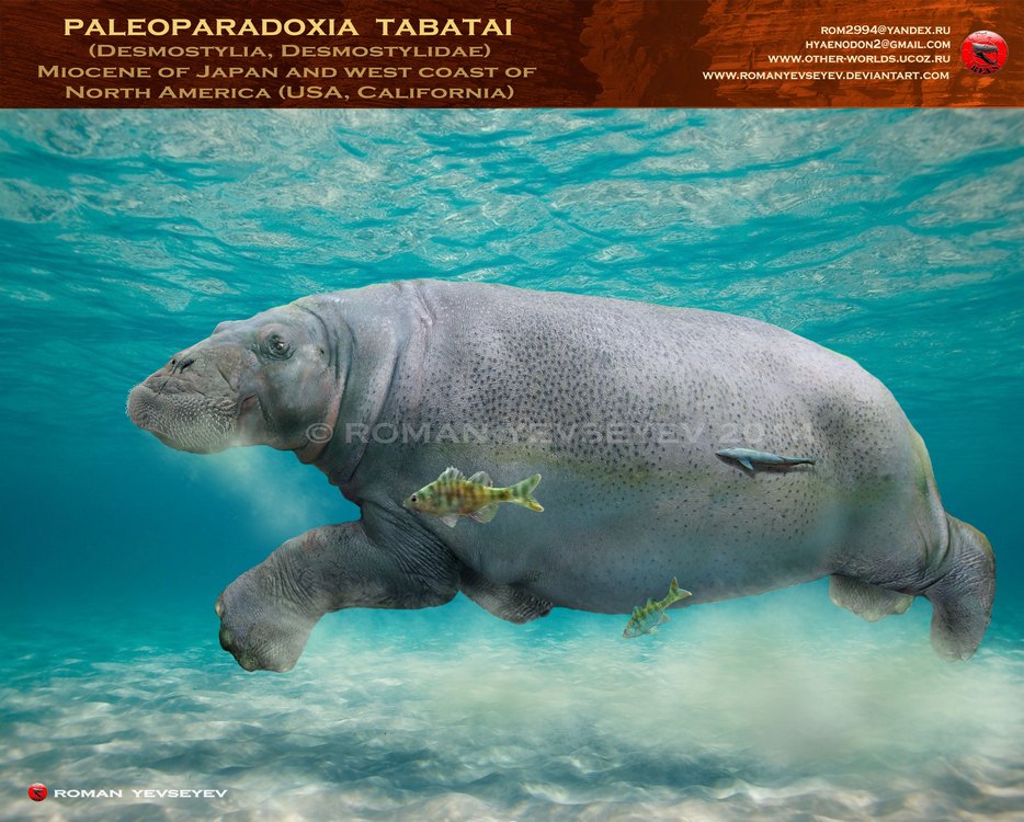 Paleoparadoxia tabatai