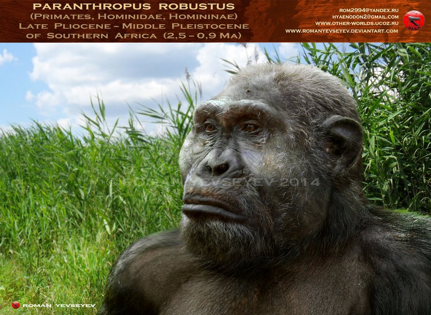Paranthropus robustus by RomanYevseyev on DeviantArt