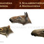 Macraucheniidae heads