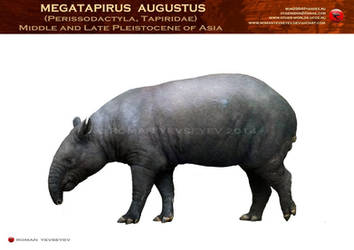 Megatapirus augustus