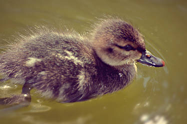 Duckling