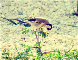 Goldfinch