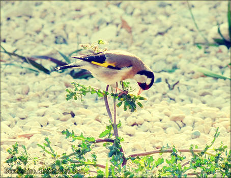 Goldfinch