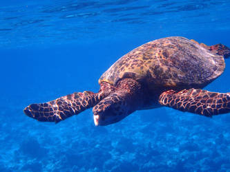 Maldivian Sea Turtle