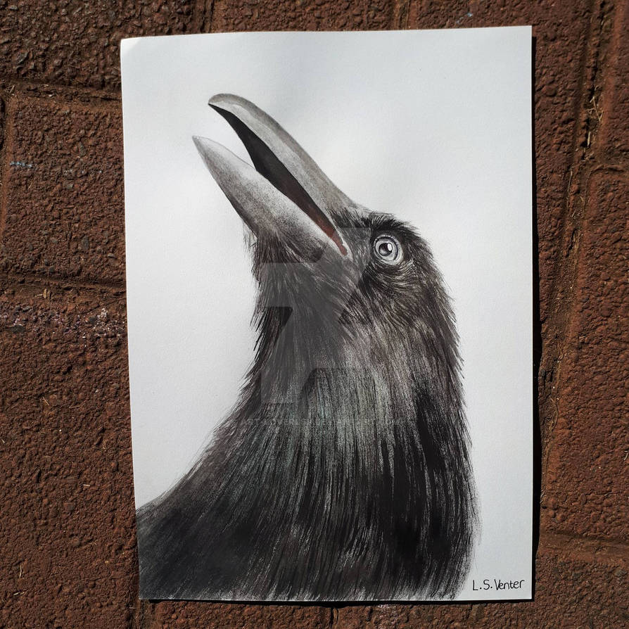 Raven Study by Art-loverlsv on DeviantArt