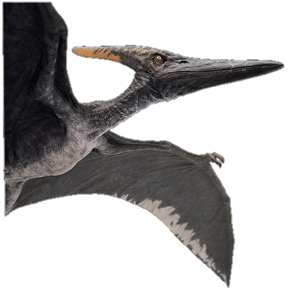 Male Pteranodon From Jurassic Park 3 By JurassicEarth On DeviantArt male-pteranodon-from-jurassic-park-3-by-jurassicearth-on-deviantart
