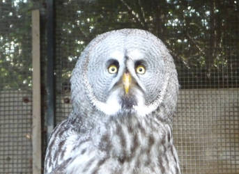 Great Grey owl