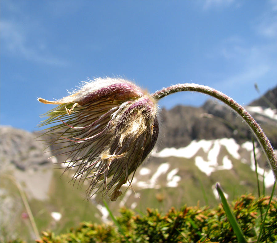 Alpine flower