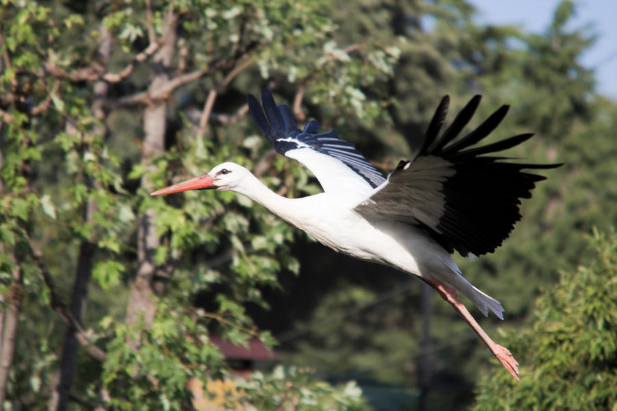 White Stork