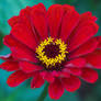 Red Flower