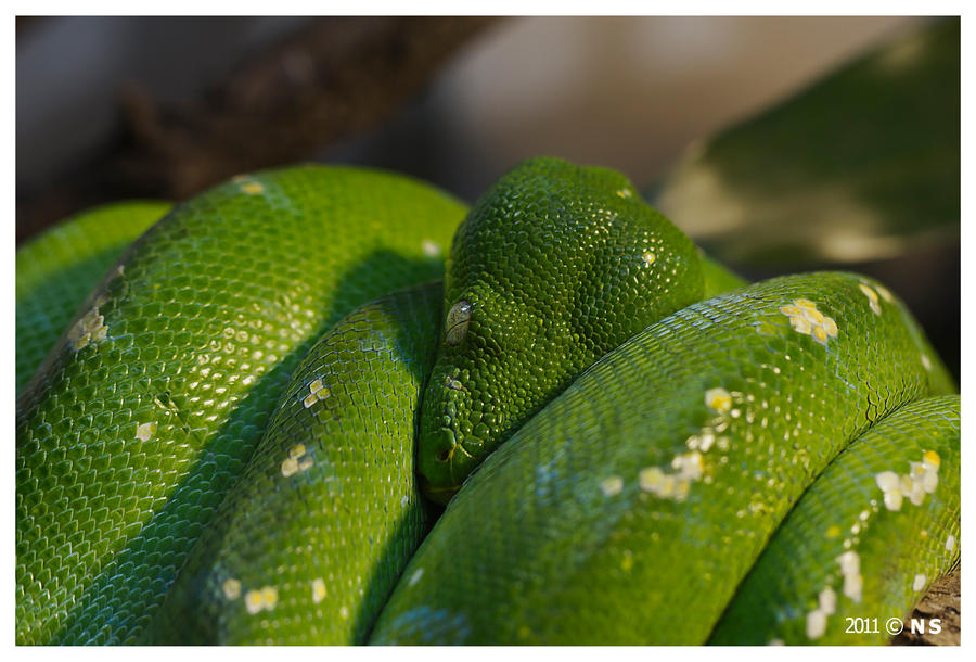 Green Python Back View Green python by princi83 on DeviantArt