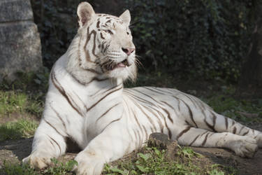 A white Bengal tiger