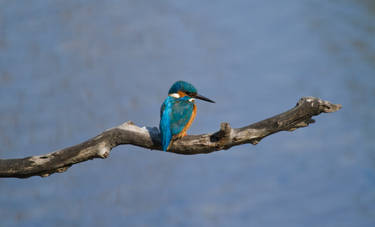 Kingfisher