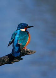 Kingfisher II