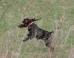 Hunting Dog