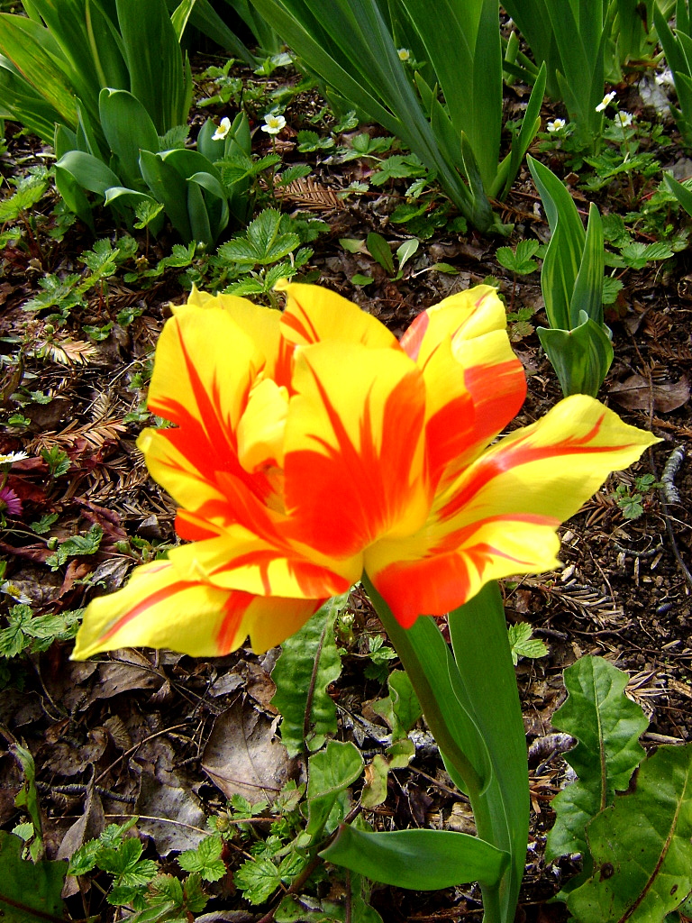 Fire Tulip