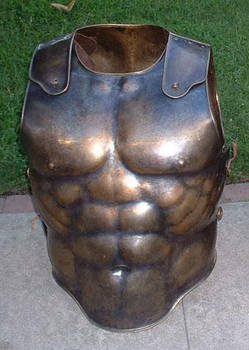 bronze musculata