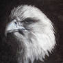 American Eagle
