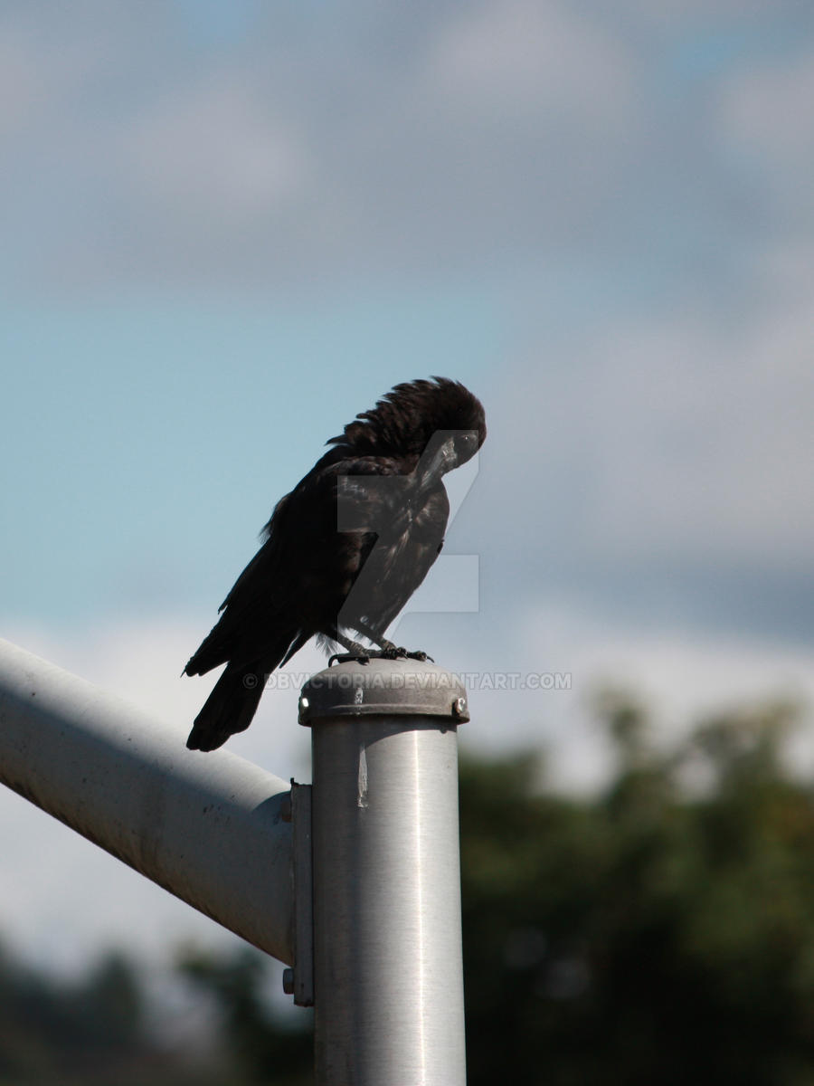 Crow Preening