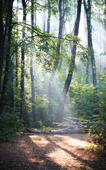 Misty morning