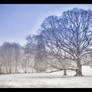Winter Wisdom Tree