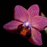 The dwarf orchid II