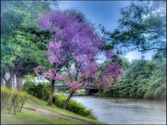 The Pink Tree by BenoitJWild