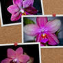 some Phalaneopsis