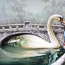 Swans Lake