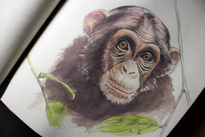 watercolor little cute monkey