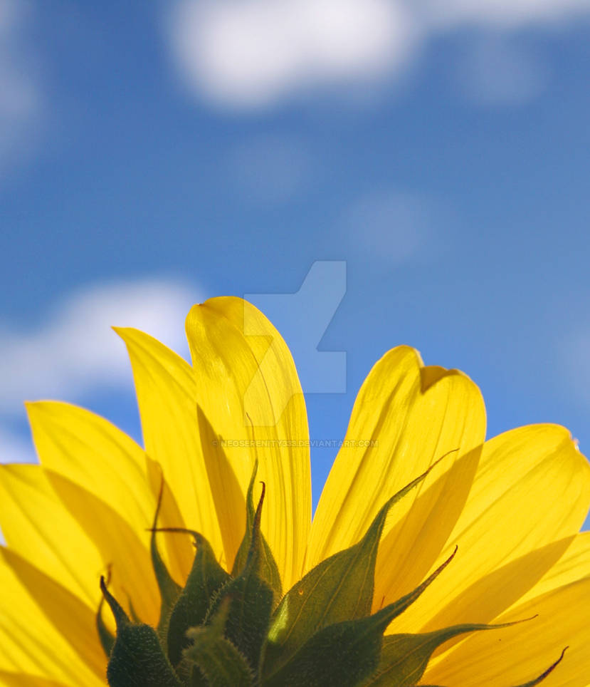 Sunflow High Rise sunflower rise by neoserenity333 on DeviantArt