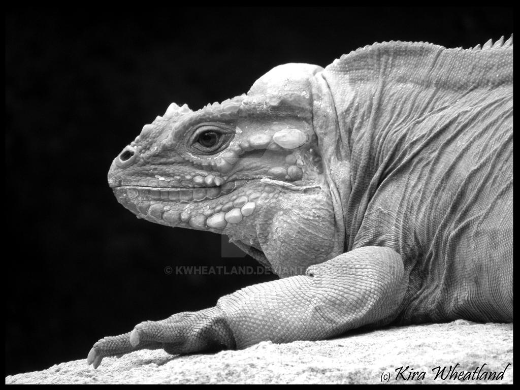 Rhinoceros Iguana