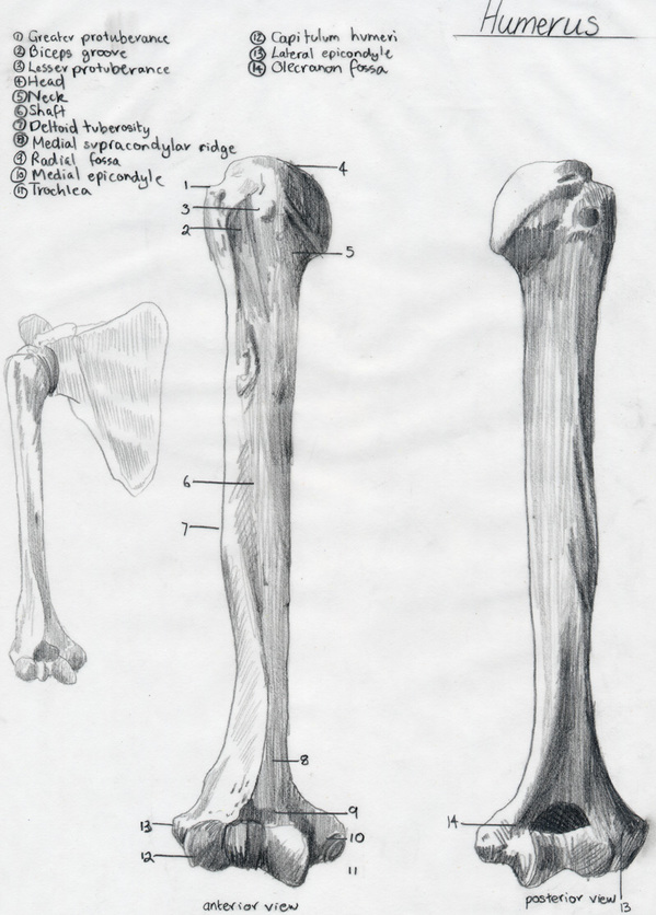 Humerus by bjjlenore on DeviantArt