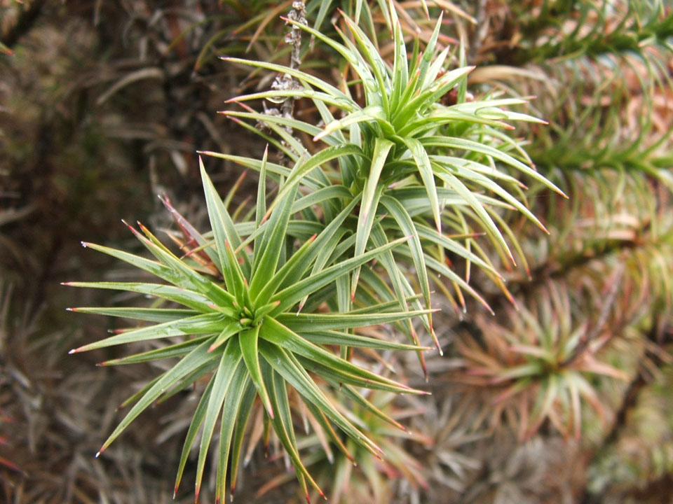 Richea scoparia